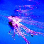 아름다운 바다 <b>생물</b> 09