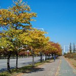 <b>가로수</b>