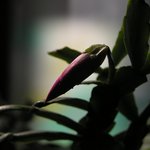 또 <b>선인장</b>...
