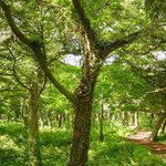 천연기념물 374호 - 제주 구좌읍 비자림<b>지대</b>