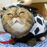 <b>대두</b> 고냥이