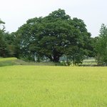 <b>천연</b>기념물 281호 - 남원 보절면 느티나무