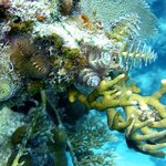 아름다운 바다 <b>생물</b> 10