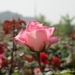<b>장미</b>