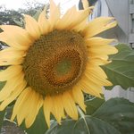 <b>해바라기</b>