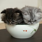 <b>사발</b>고양이