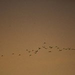 독도에 <b>서식</b>하는 새 모음[5]