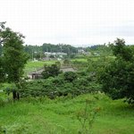 <b>천연</b>기념물 321호 - 연기 봉산동 향나무