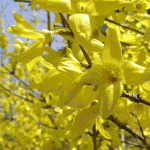 <b>개나리</b>