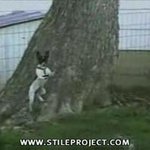 조그마한 강아지가 높은 <b>담장</b>을…