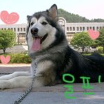 <b>울프</b>