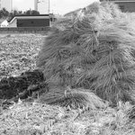 저 짚<b>더미</b>... 저 짚<b>더미</b>...