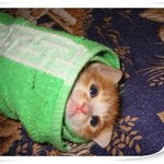 고양이 <b>수건</b>말이