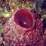 bahamas diving <b>pics</b> 7