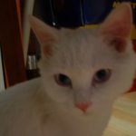 우리이쁜딸<b>샤샤</b>......