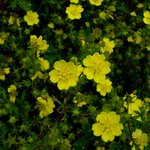 옛 생각나게 하는 꽃(?)