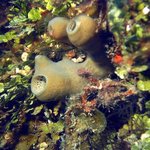 bahamas diving <b>pics</b> 8