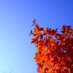 <b>청명</b>