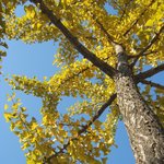 만추의 은행과 가을하늘의 <b>대조</b>