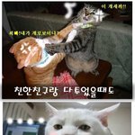 고양이 <b>팔자</b>
