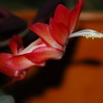 게발 선인장의 <b>자태</b>(3)
