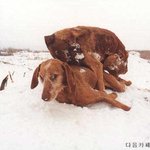 강추위 속, <b>교미</b>하다 얼어죽은 개들