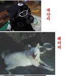 다양한 <b>개들</b>의 모습~