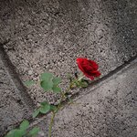 식어버린 <b>열정</b>