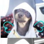 초롱이