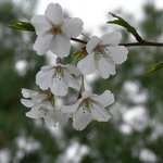 분당 <b>중앙</b>공원에 벗꽃이 만발했어요...