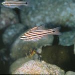 독도-under the <b>sea</b>~~~[2]