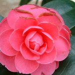 아니벌써  <b>동백</b>