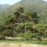 <b>천연</b>기념물 352호 - 속리 서원리 소나무