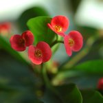 기린꽃과 일<b>일초</b>