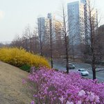 집가는 길에 핀 진달래, <b>개나리</b>..^^