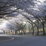 벗꽃<b>터널</b>