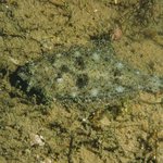 독도-under the <b>sea</b>~~~[3]