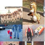 강아지들의 엽기포퍼<b>먼스</b>~!!