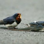 <b>제비</b> 부부의 비애-어서 일어나요.....제발....제발...