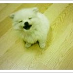 <b>강쥐</b>가 웃네~