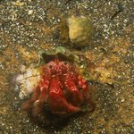 독도-under the <b>sea</b>~~~[4]