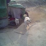 귀여운 <b>진돗개</b> 모자(母子)