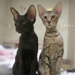 <b>허쉬</b>&amp;투유!!