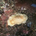 독도-under the <b>sea</b>~~~[5]