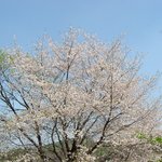 <b>청계산</b>에핀 봄꽃 &amp; 들꽃들