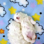 <b>울</b> 강아지 성장기~~~♡