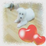 울 싱싱이(5개월된 사모예드)...성장기~♡