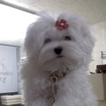 홍알의 분신 <b>복</b>돌이를 소개합니다 ~~~