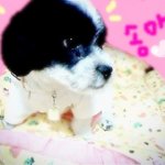 유기견천사<b>송아</b>를소개합니다♥