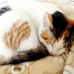 1살된 <b>암컷</b>고양이, 사랑으로 키워주실분 없나요?